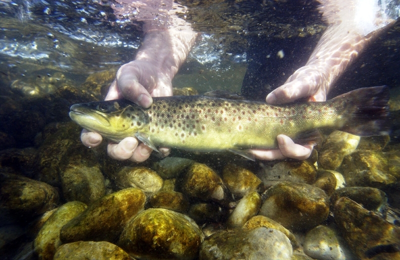Brown Trout 2