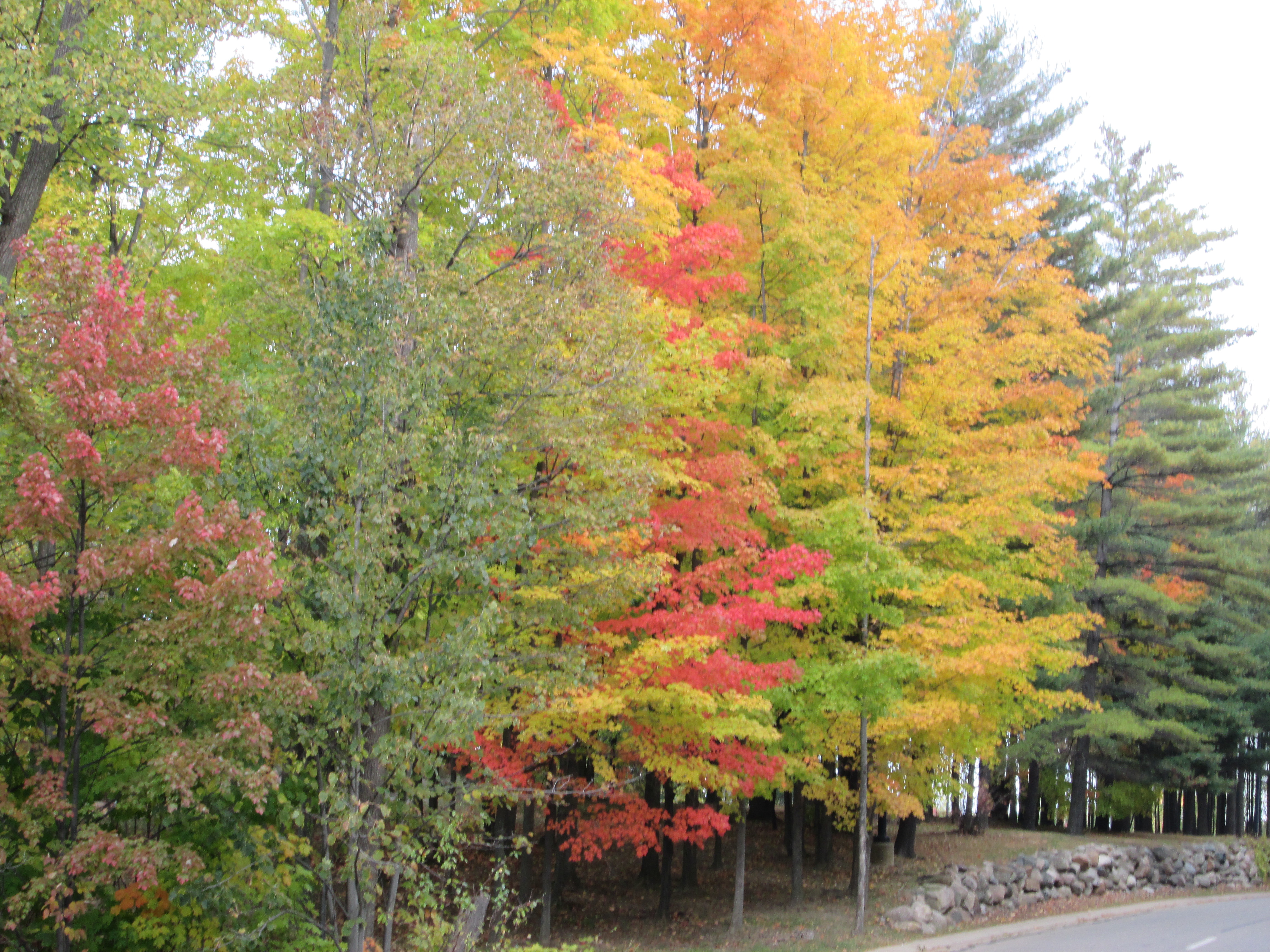 the real auburn hills