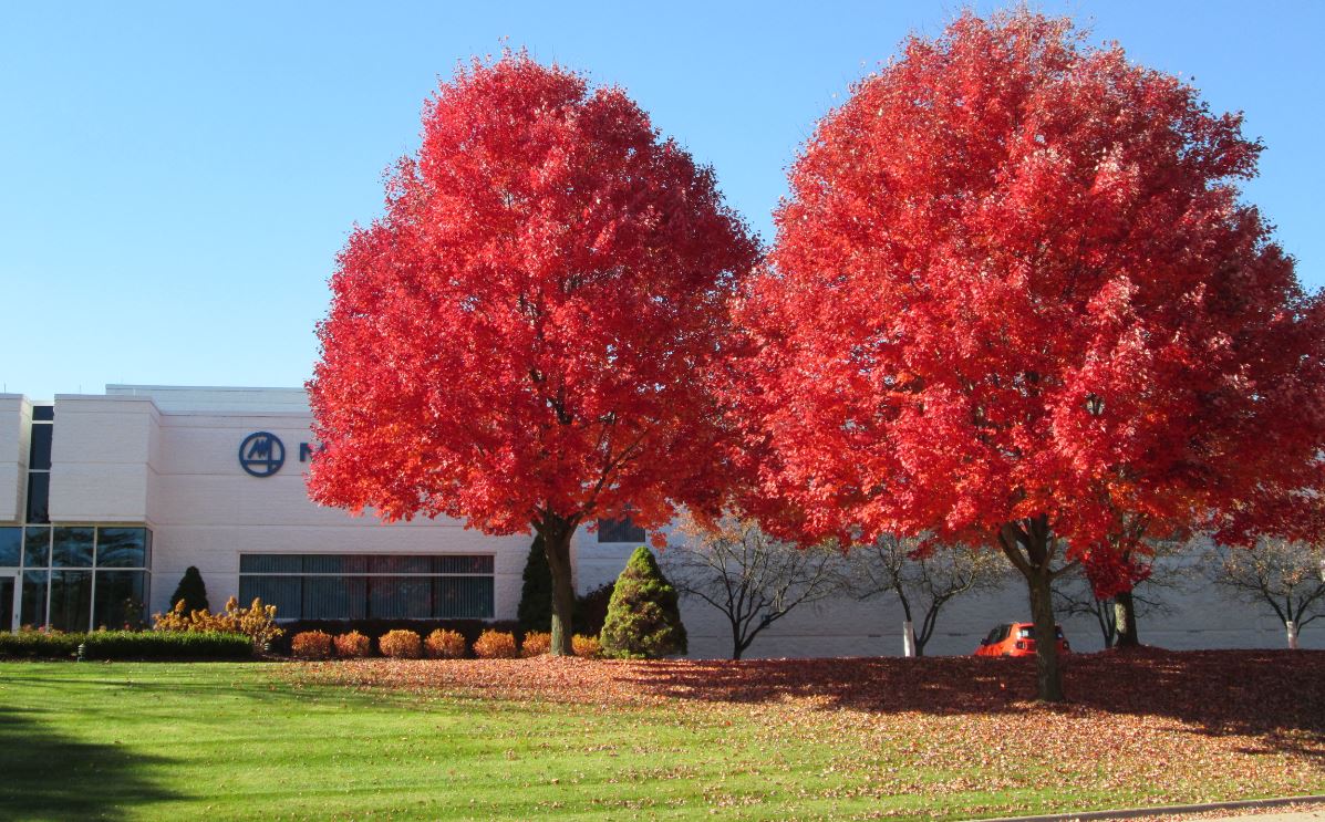 A row of bright red trees next to Marposs office building