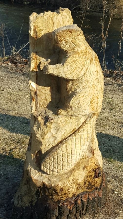 Beaver